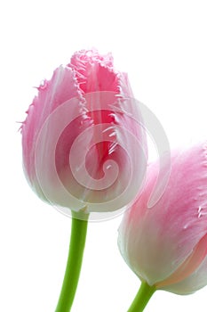 Macro of a fringed fancy frills tulip