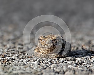 Macro Frog Camouflage on Asphalt Road