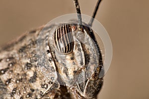 Macro front of grasshopper head