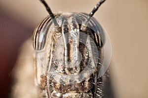 Macro front of grasshopper head