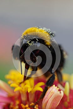 Macro front view of Caucasian bumblebee Bombus lucorum in yellow