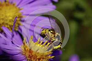 Macro front view of a large black and yellow striped hoverfly a