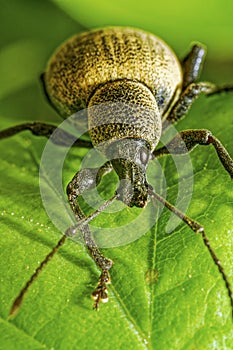 Macro front view of a polydrusus formosus beetle