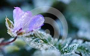 Macro of Frost Crystals on a Purple Wildflower