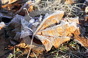 Macro of Frosted Leaves in Winter