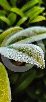 Macro of Frosty Leaves,  