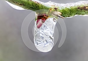 Macro Frozen Droplet on Thorn