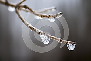 Macro Frozen Droplets on Delicate Twig