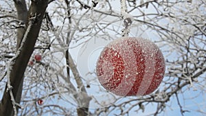 Frozen apple covered with snow on a branch in the winter garden. Macro of frozen wild apples covered with hoarfrost.