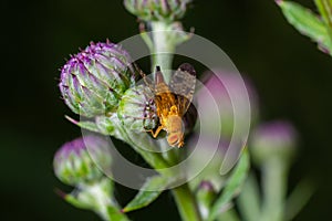 Macro of a fruit fly Xyphosia miliaria of the Tephritidae family on a budrock flower