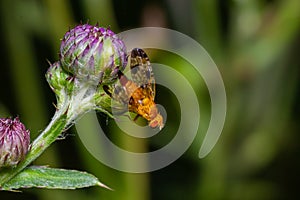 Macro of a fruit fly Xyphosia miliaria of the Tephritidae family on a budrock flower