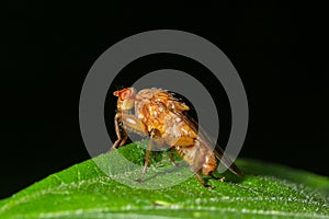 Macro of a fruit fly Xyphosia miliaria of the Tephritidae family on a budrock flower