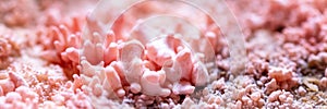 Macro, fruiting body of a growing pink oyster mushroom, cultivation and fungiculture