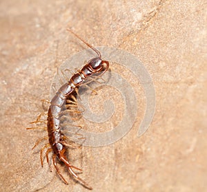 Macro full length of stone centipede
