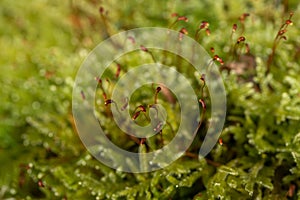 Macro of funaria sporophyte with brown stem