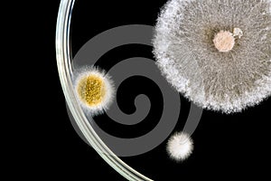 Macro of fungi on petri dish