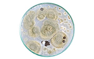 Macro of fungi on petri dish isolated