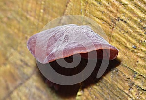 Macro Fungus On cut Tree stump