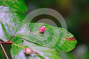 Macro of Galls or cecidia outgrow of Galls wasp eggs on the surface of Fagus leaves