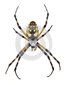 Macro of a Garden Spider