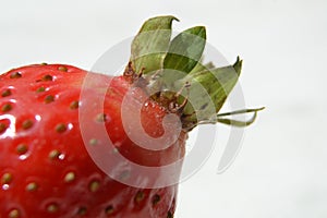 Macro  of the garden strawberry Fragaria ananassa