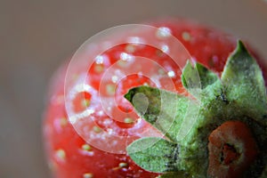 Macro of the garden strawberry Fragaria ananassa