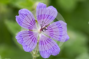 Macro of a Geranium renardii