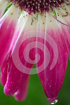 Macro of a gerber daisy with rain drop