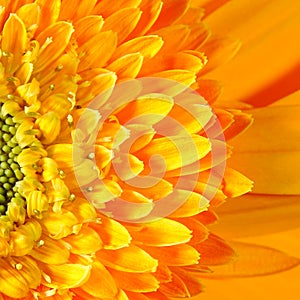 Macro Gerbera Flower Capitulum