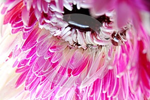 Macro of Gerbera flower wallpaper