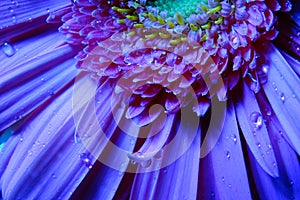 Macro Gerbera Flower, Water Droplets