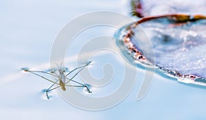 Macro of Gerris lacustris or common pond skater