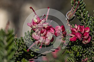 Macro of Gevillea Inflorescence