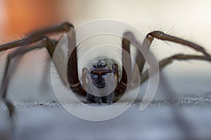 Macro giant house spider eratigena artica