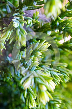 Macro of goldcrest cypress