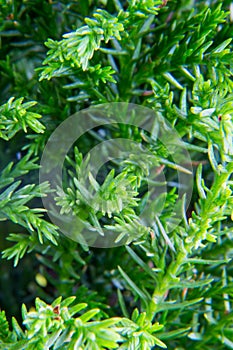 Macro of goldcrest cypress