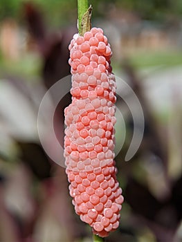 Macro of golden applesnail eggs texture