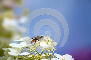 Macro of a golden digger wasp