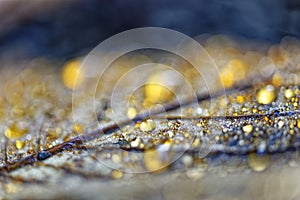 Macro of golden sparkling water drops on fallen maple leaf. Bokeh
