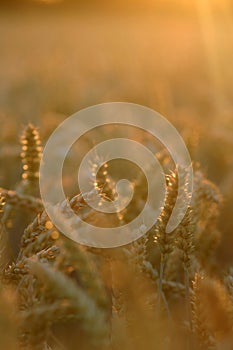 Macro golden wheat during sunset