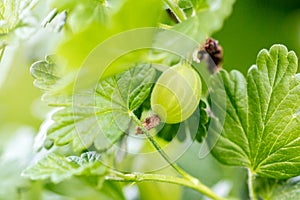 Macro, gooseberry on a branch with leaves, Ribes uva-crispa growth photo