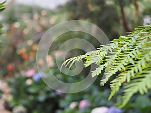 Macro of gracile fern leafs.