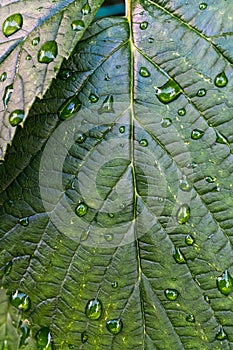 Macro grape leaves with rain drops background texture