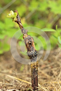 Macro of grape sprout in soil over grass background at sunny summer day