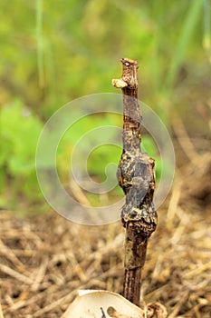 Macro of grape sprout in soil over grass background at sunny summer day