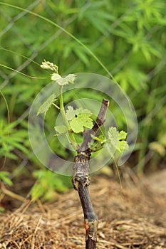 Macro of grape sprout in soil over mesh fence background at sunny summer day