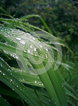 Macro grass