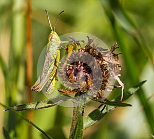 Macro of a grass hopper