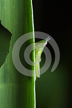 Grass hopper on green leaf