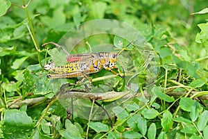 A macro of a grass hopper on a plant